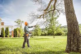 Best Stump Grinding and Removal  in King Arthur Park, MT